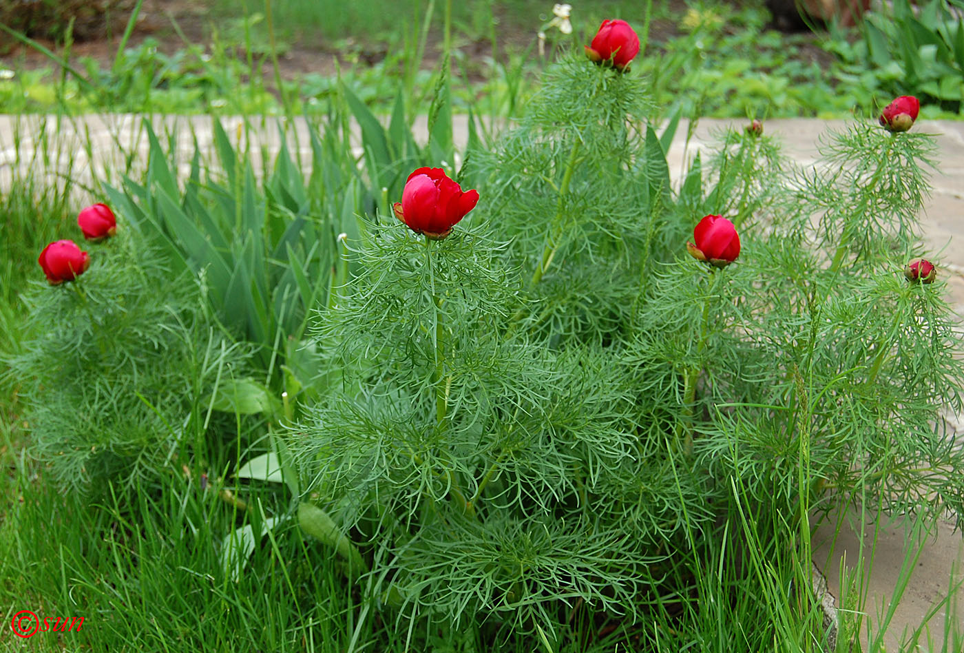Image of Paeonia tenuifolia specimen.