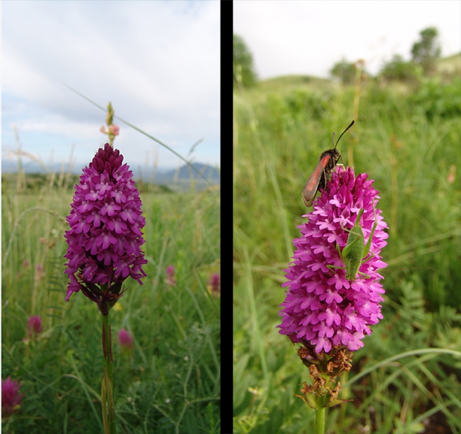 Изображение особи Anacamptis pyramidalis.