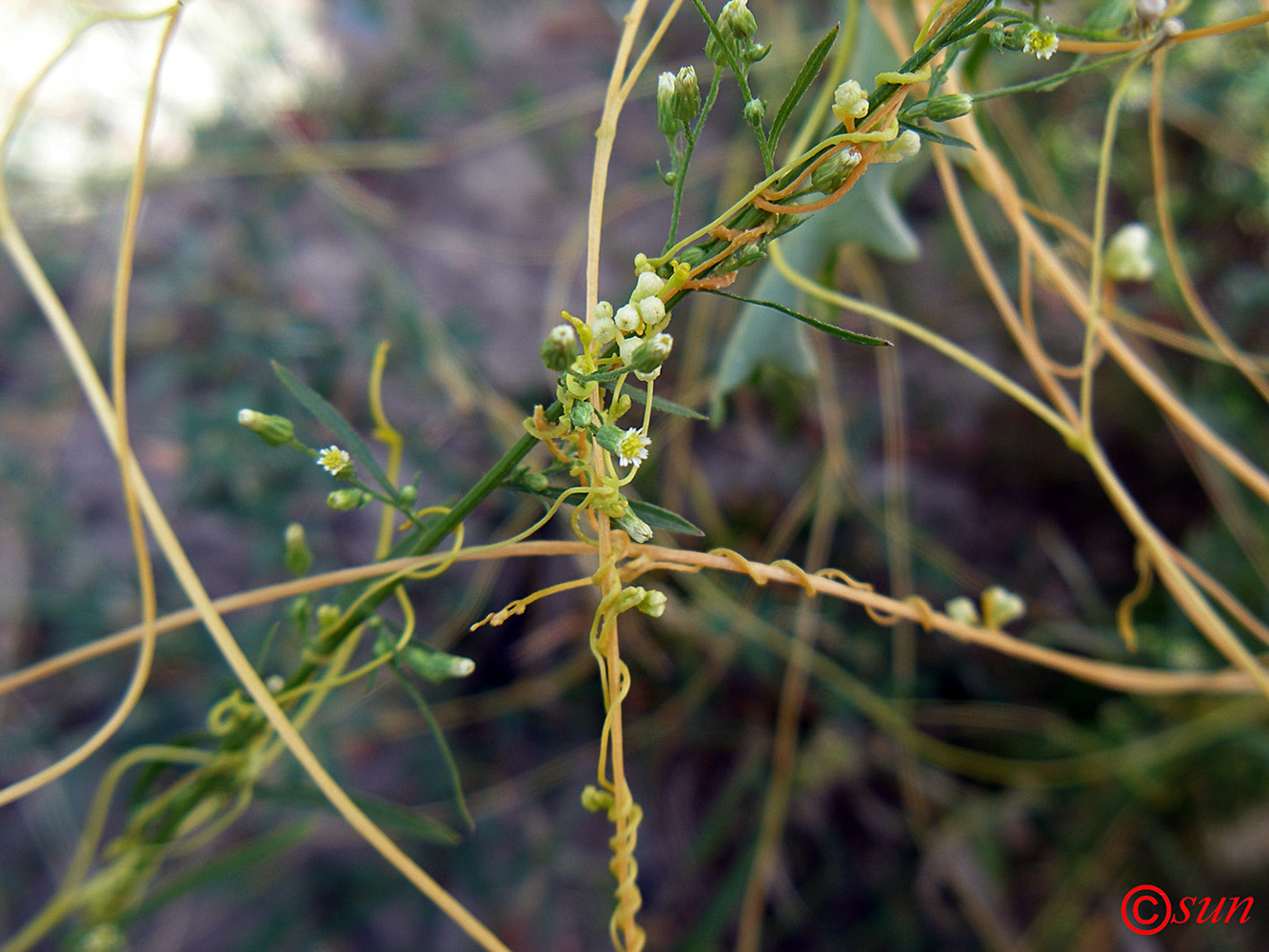 Image of Cuscuta campestris specimen.