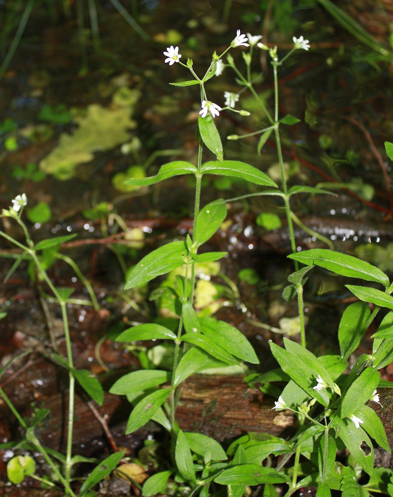 Image of Cerastium sylvaticum specimen.
