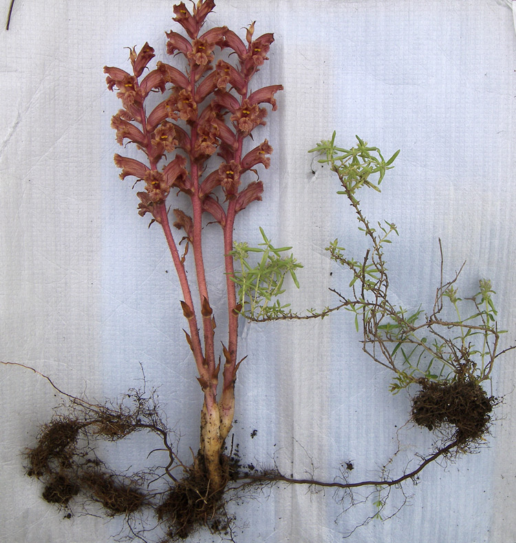 Image of Orobanche alba specimen.