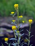 Erysimum hieraciifolium. Верхушка цветущего и плодоносящего растения. Карелия, Ладожское озеро, о-в Валаам. 21.06.2012.