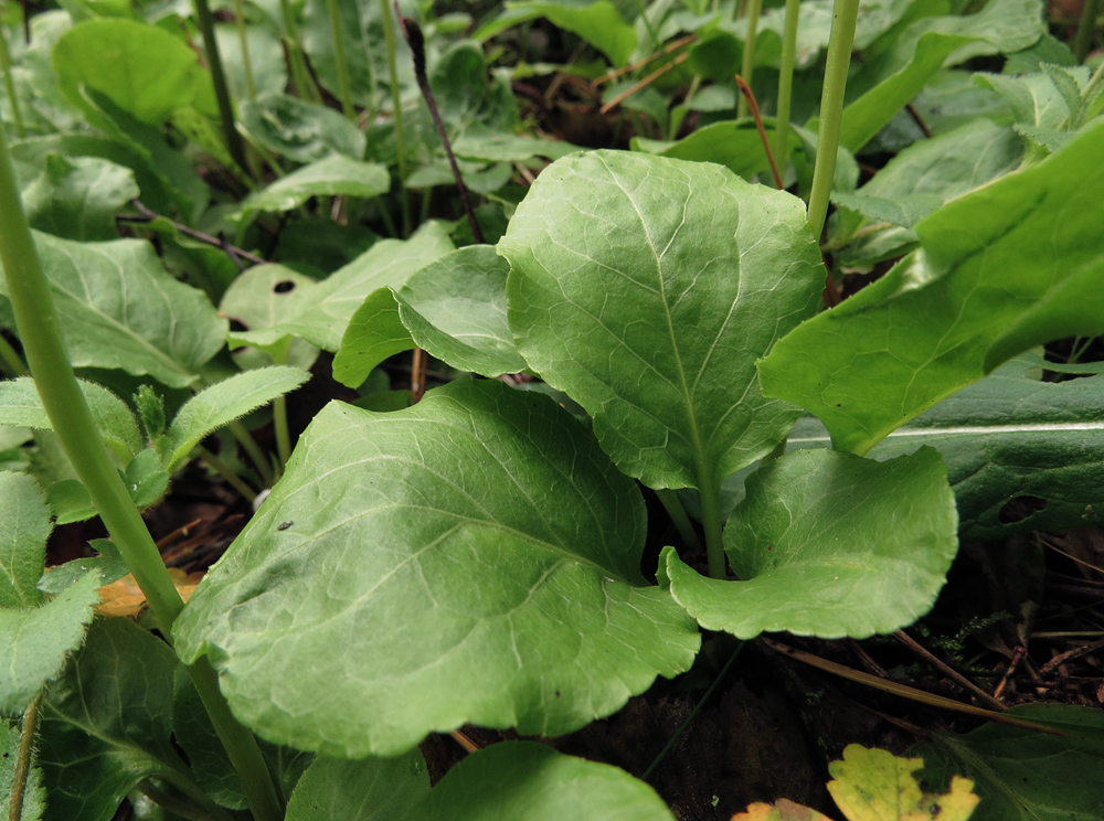 Image of Pyrola minor specimen.