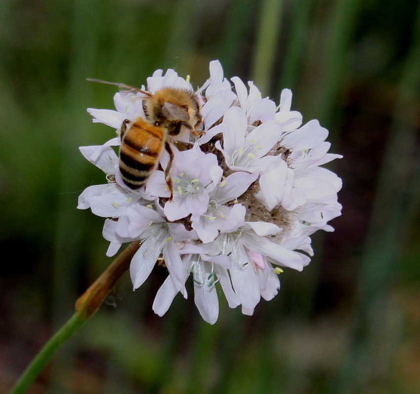 Image of Armeria alliacea specimen.