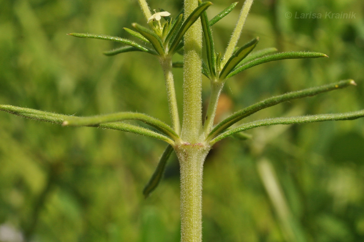 Изображение особи род Galium.