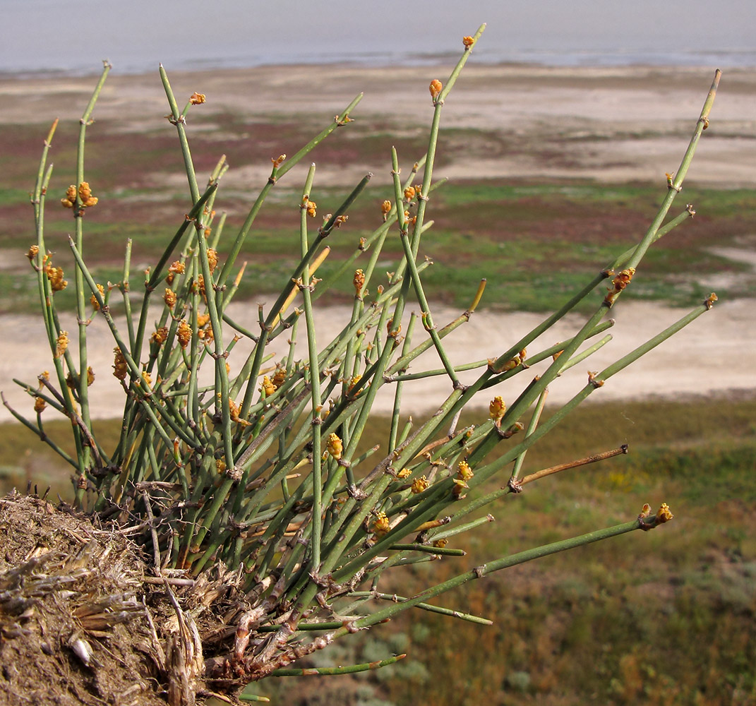 Image of Ephedra distachya specimen.