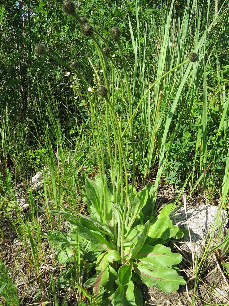 Изображение особи Trommsdorffia maculata.