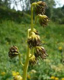 Ligularia glauca