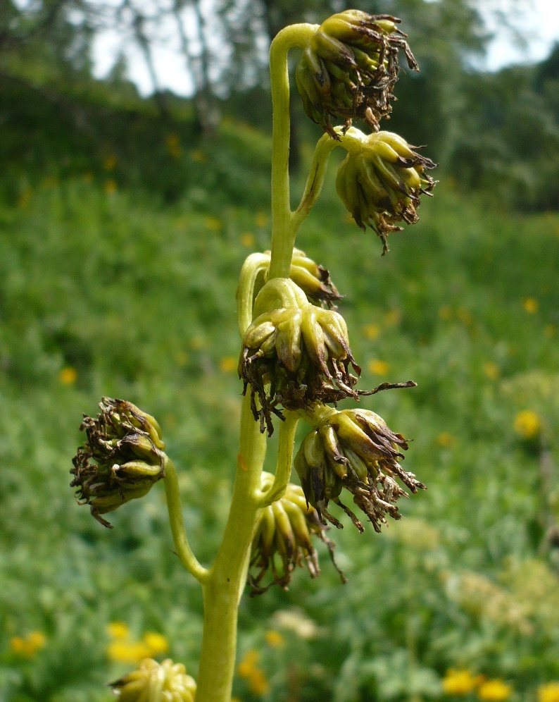 Изображение особи Ligularia glauca.