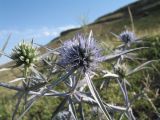 Eryngium caeruleum