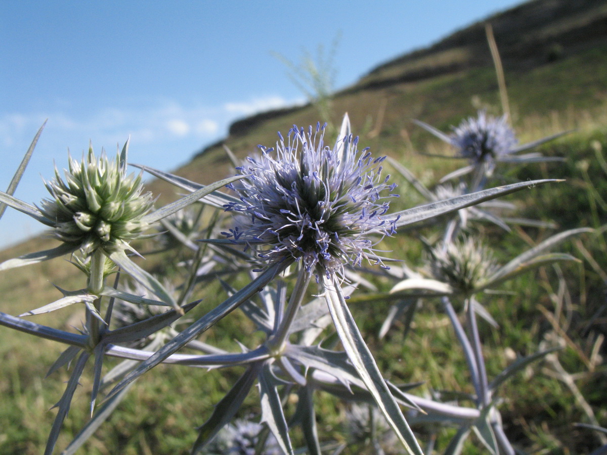 Image of Eryngium caeruleum specimen.