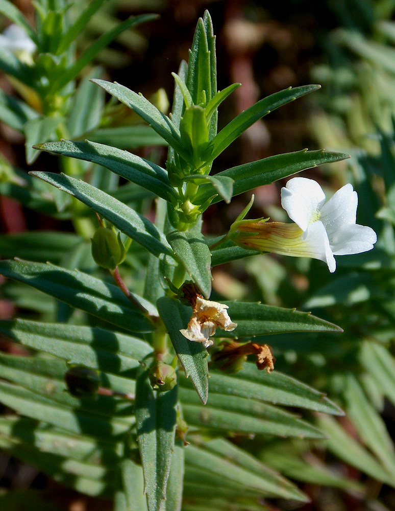 Изображение особи Gratiola officinalis.