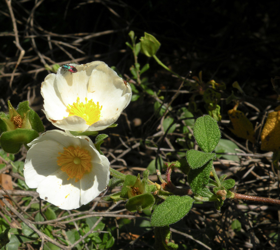 Image of Cistus salviifolius specimen.