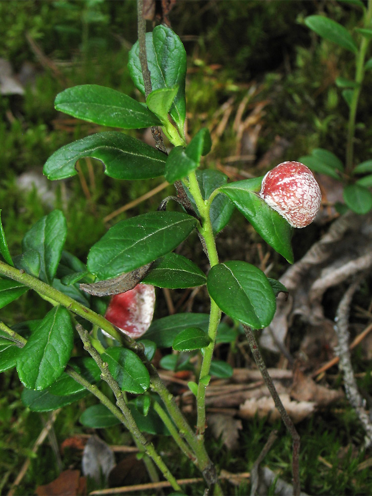 Изображение особи Vaccinium vitis-idaea.