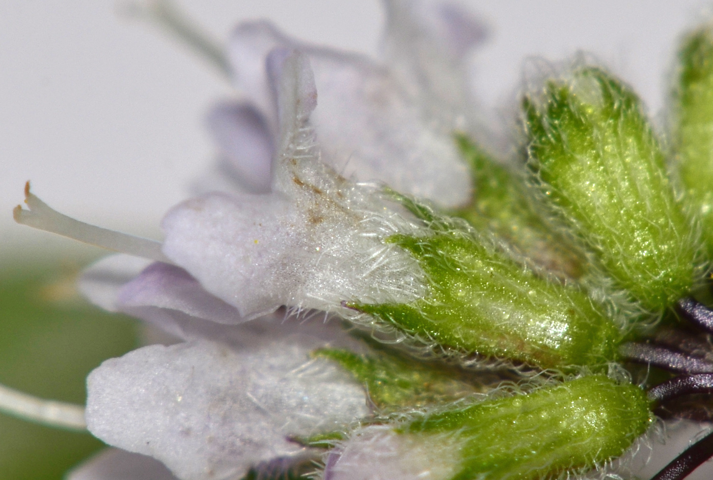 Image of Mentha × dalmatica specimen.