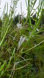 род Epilobium