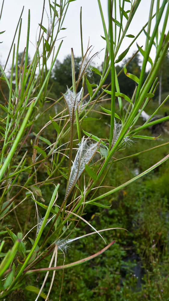 Image of genus Epilobium specimen.