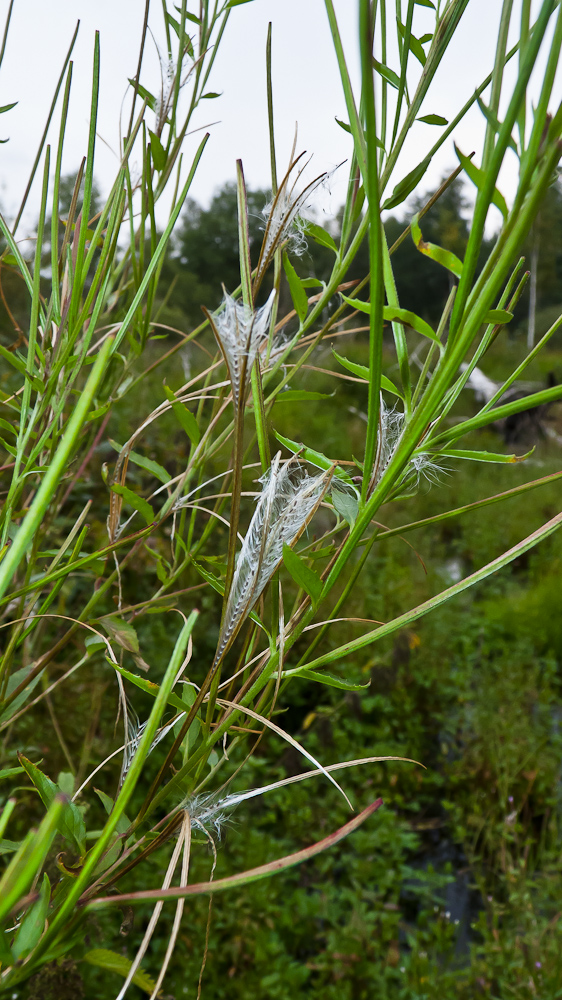 Изображение особи род Epilobium.