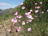 Convolvulus pseudocantabrica. Цветущее растение. Южный Казахстан, Таласский Алатау, запов. Аксу-Джабаглы, правый край каньона Аксу. 20 июня 2012 г.