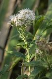 Eupatorium cannabinum. Верхушка отцветающего растения. Ростовская обл., Мясниковский р-н, Сафьянова балка. 14.09.2014.