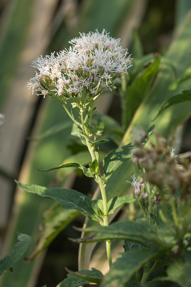 Image of Eupatorium cannabinum specimen.