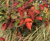 Rubus nessensis