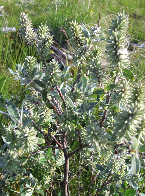 Image of Salix glauca specimen.