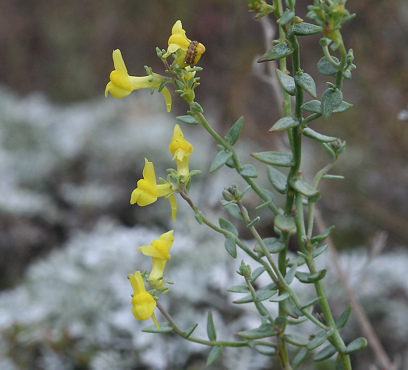 Image of Linaria cretacea specimen.