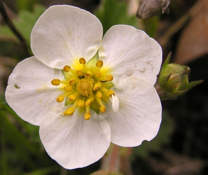 Изображение особи Fragaria orientalis.