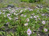 Aster sibiricus