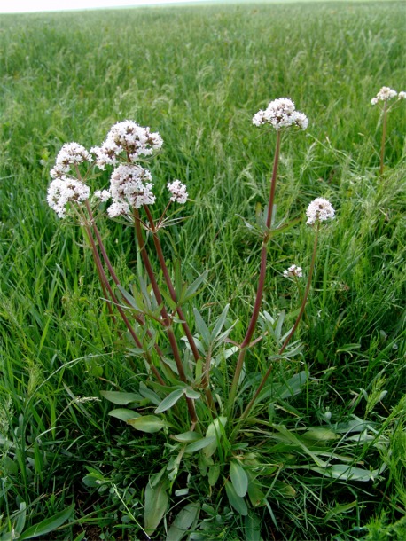 Изображение особи Valeriana tuberosa.