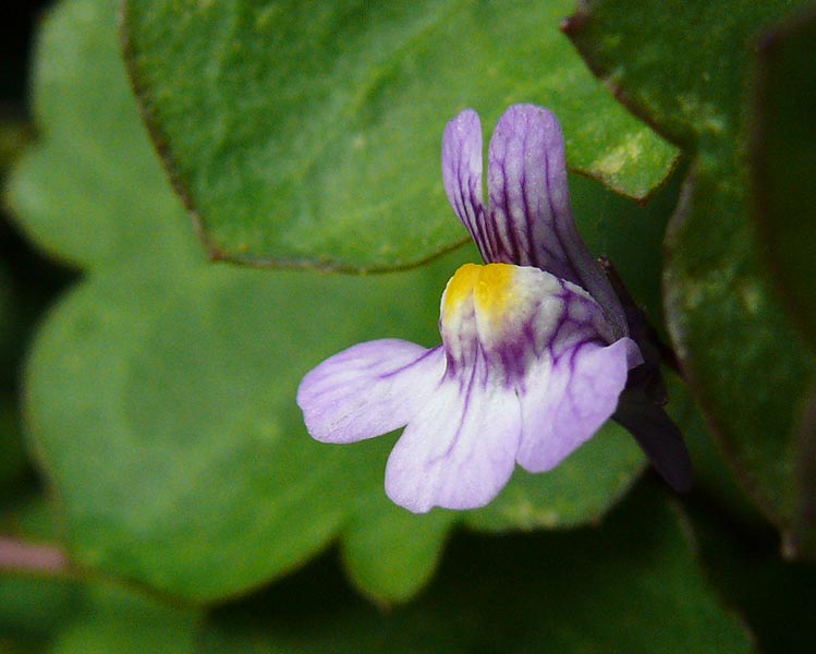 Изображение особи Cymbalaria muralis.