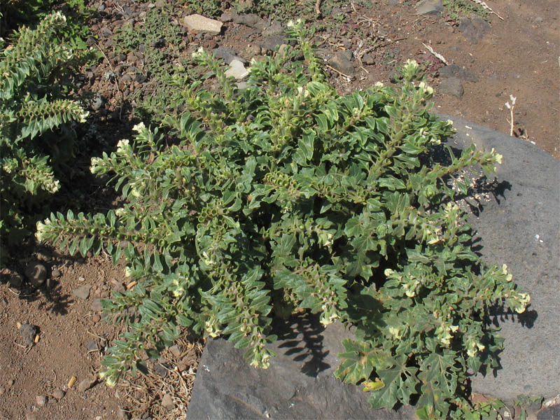 Изображение особи Hyoscyamus albus.