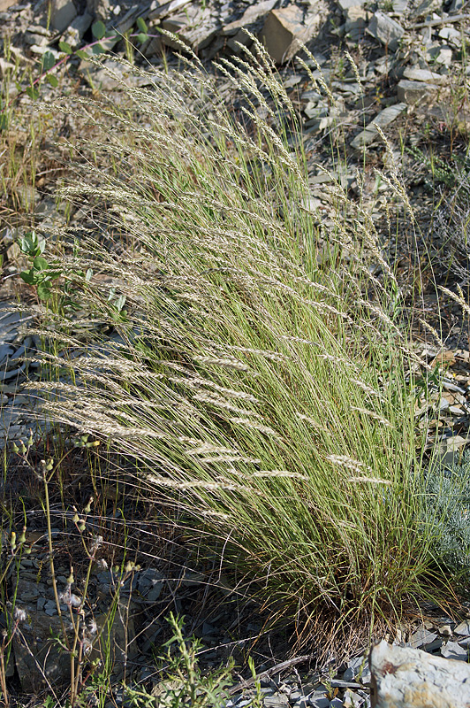 Image of Melica taurica specimen.