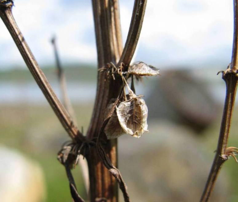 Image of Rumex aquaticus specimen.