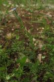 Anchusa thessala