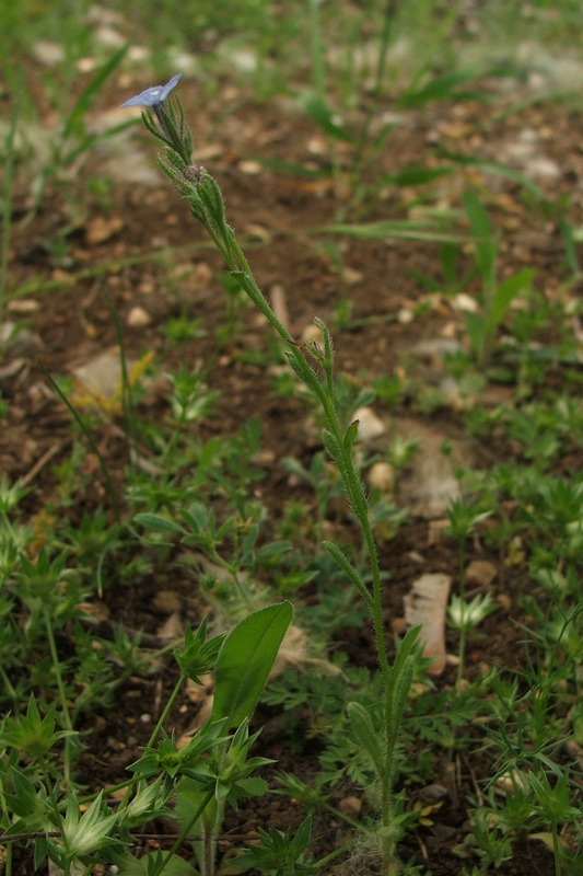 Изображение особи Anchusa thessala.