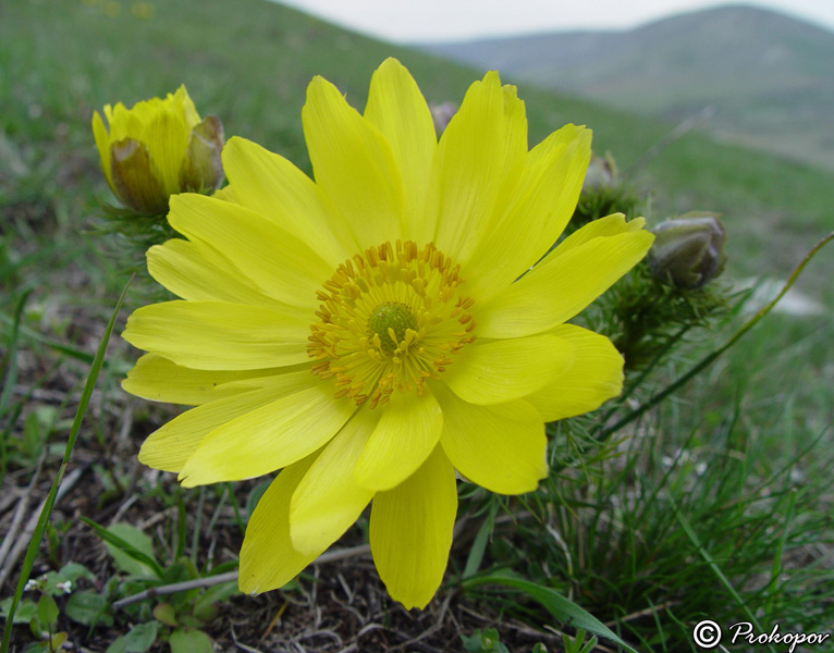 Изображение особи Adonis vernalis.