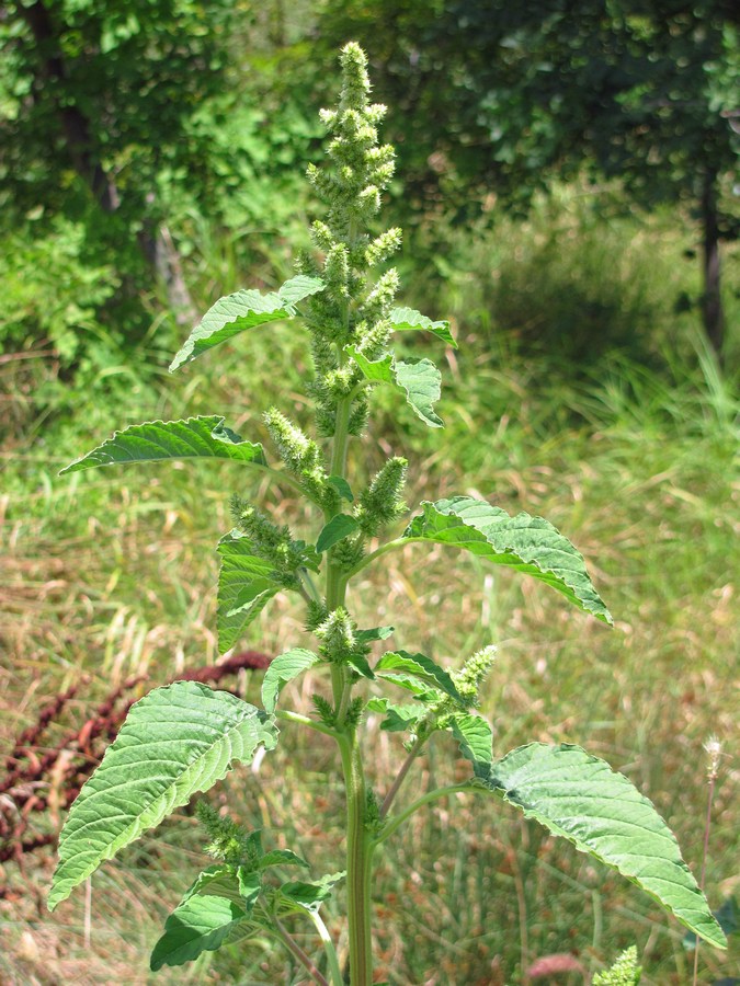 Изображение особи Amaranthus retroflexus.