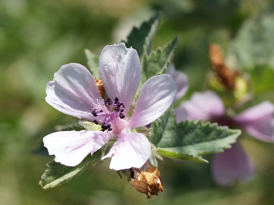 Image of Althaea armeniaca specimen.