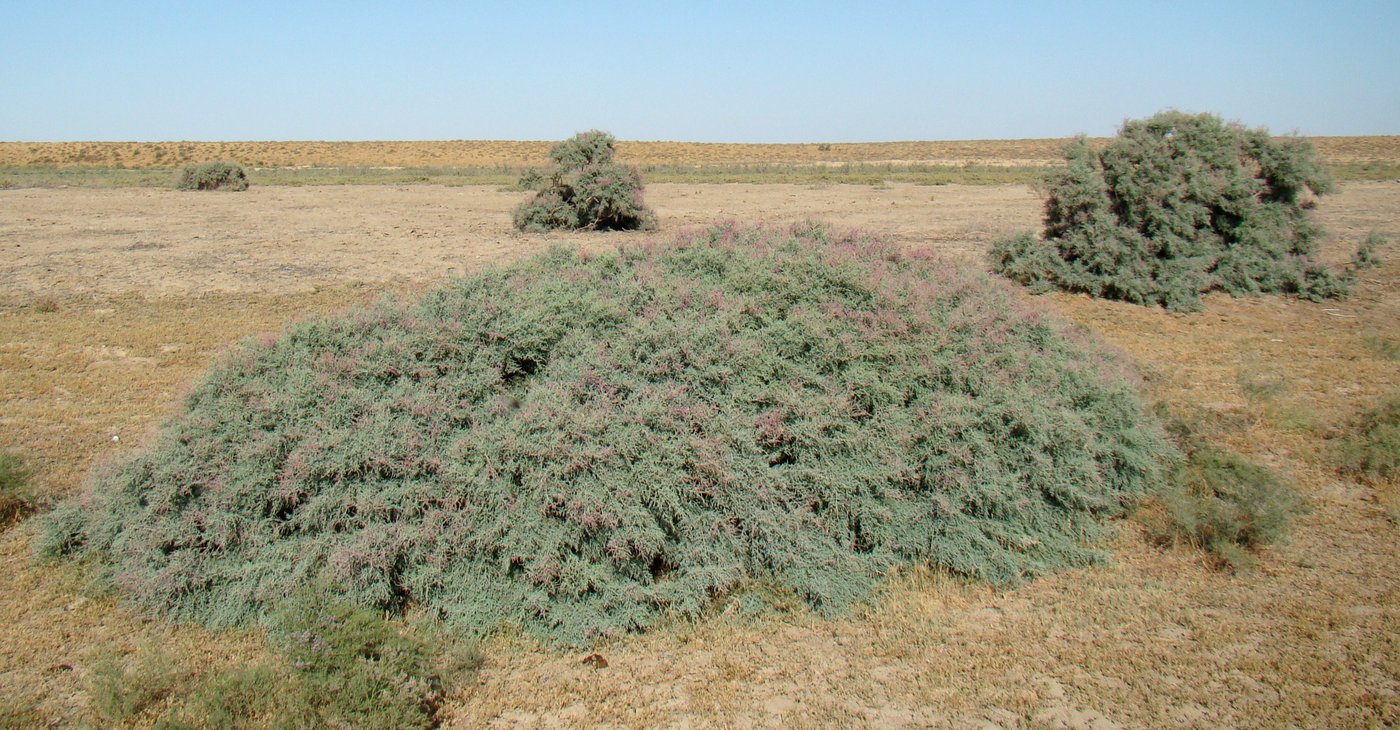 Image of genus Tamarix specimen.