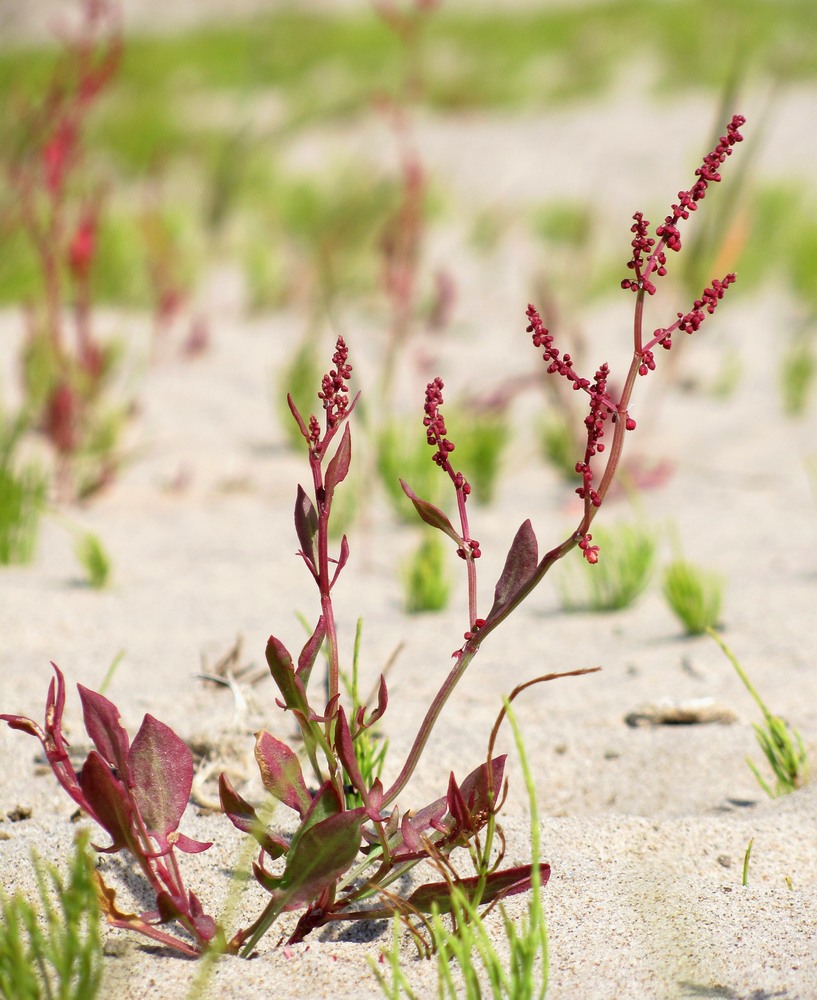 Изображение особи Rumex acetosella.