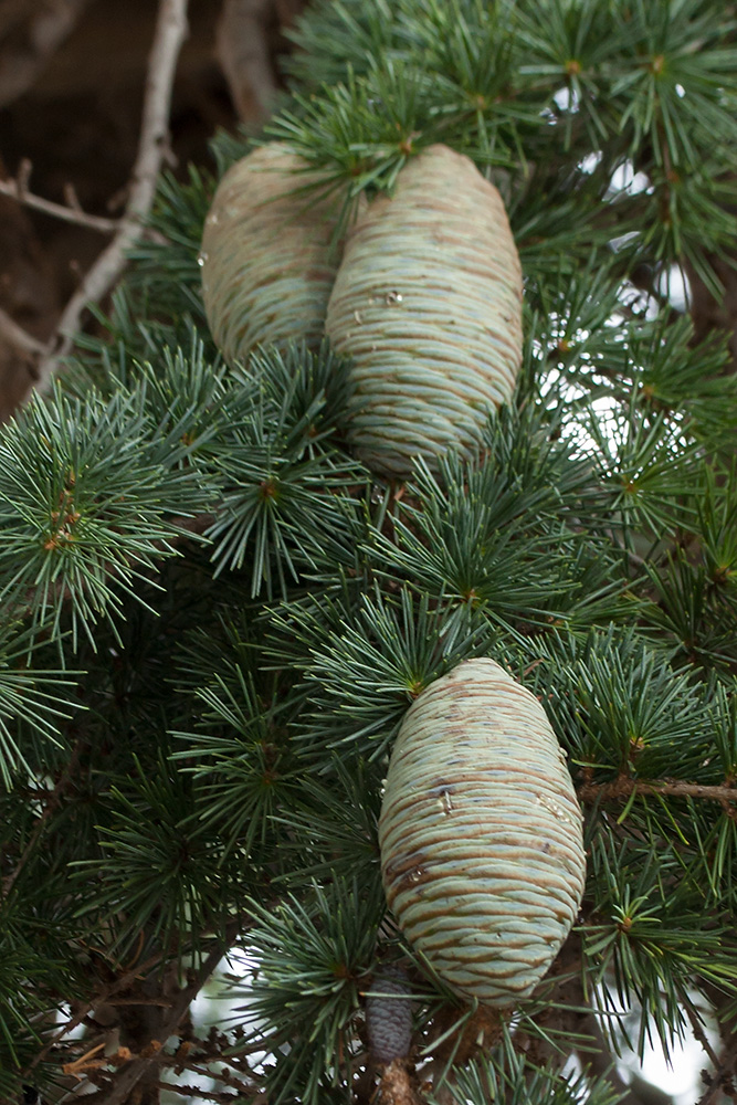 Image of Cedrus deodara specimen.