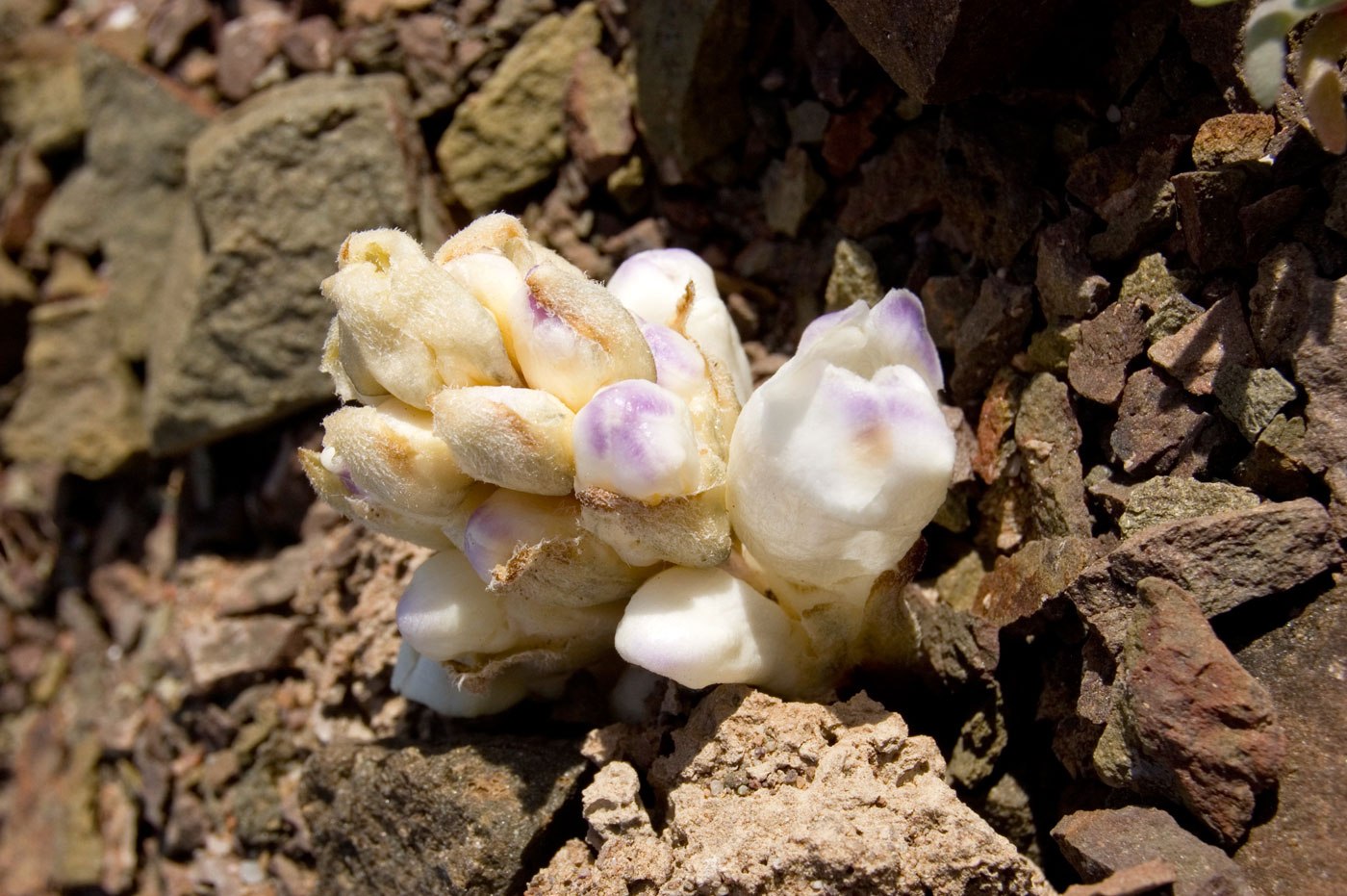 Image of Cistanche salsa specimen.