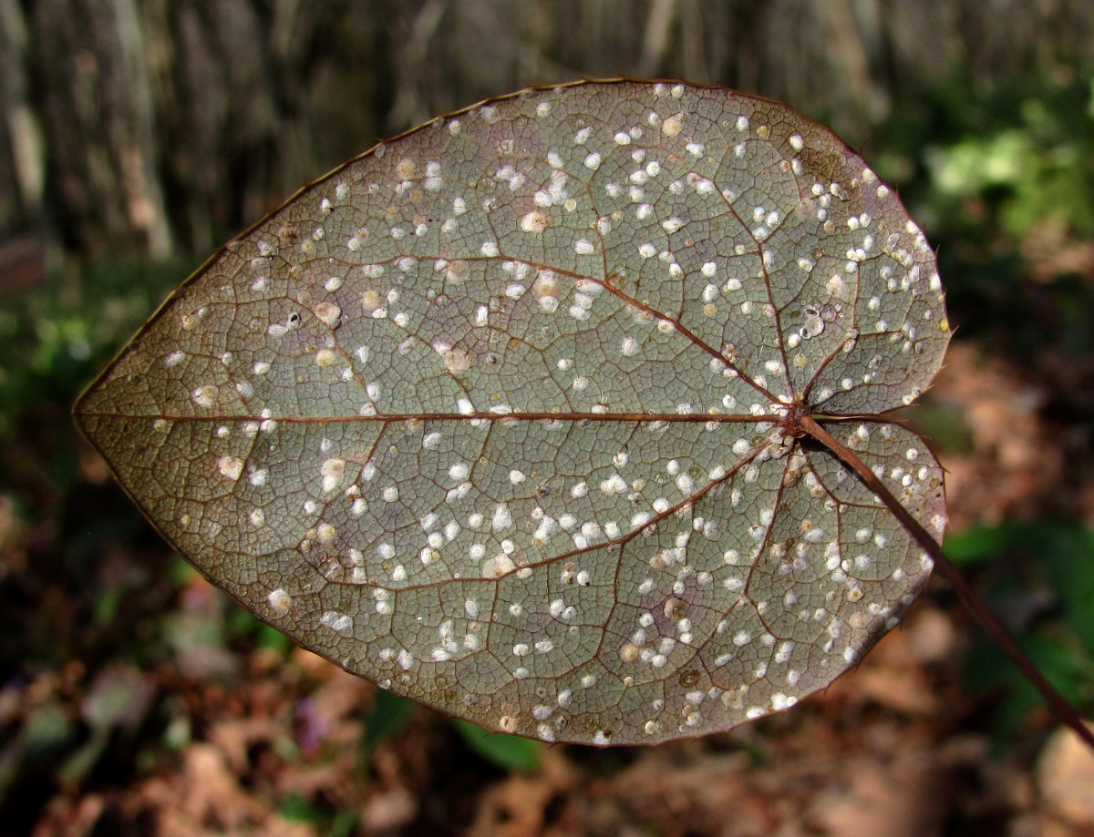 Image of Epimedium colchicum specimen.