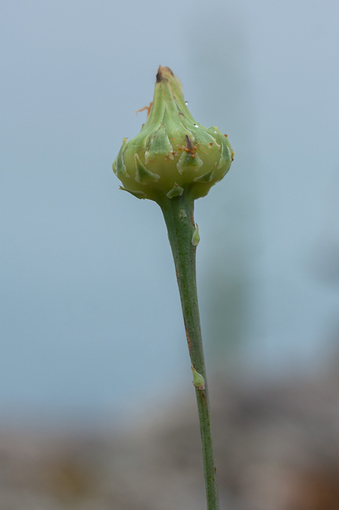 Изображение особи Reichardia picroides.