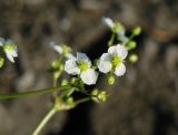 Alisma plantago-aquatica