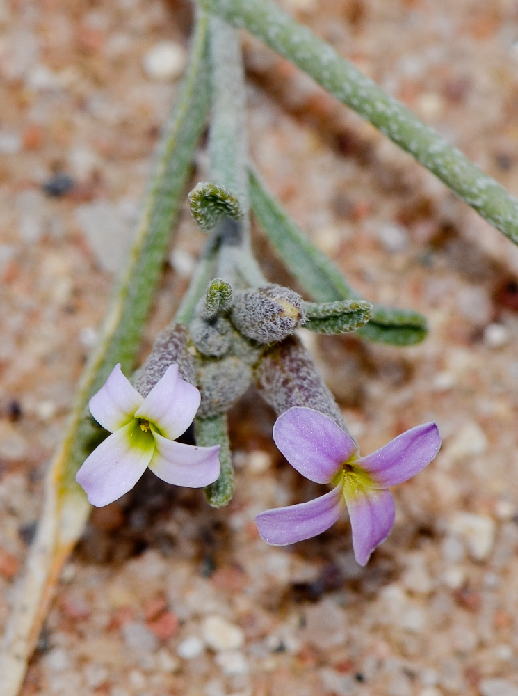 Image of Morettia canescens specimen.