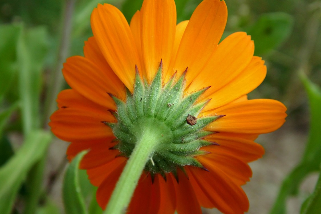 Изображение особи Calendula officinalis.