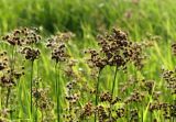 Juncus atratus